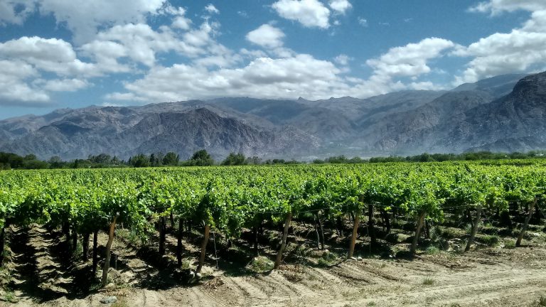 Cafayate Vineyards, Salta Province, Argentina