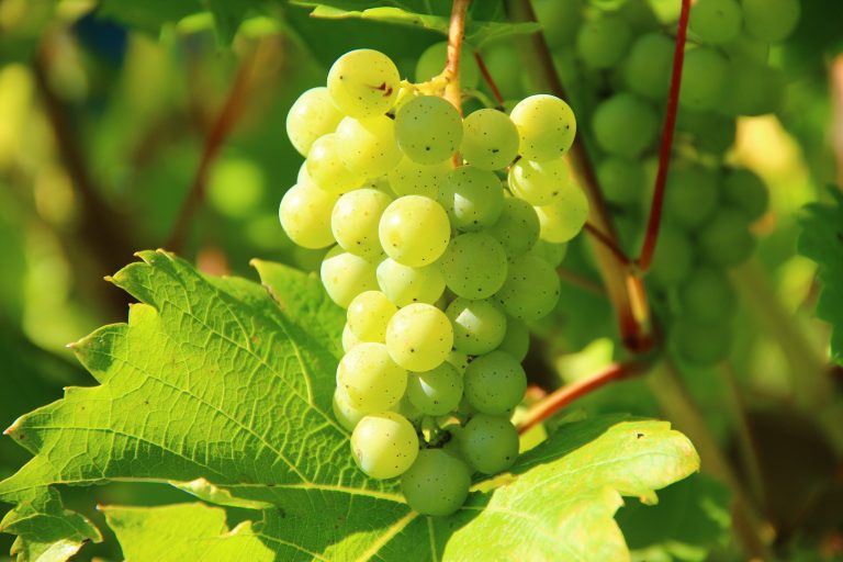 White Grapes of Armenia