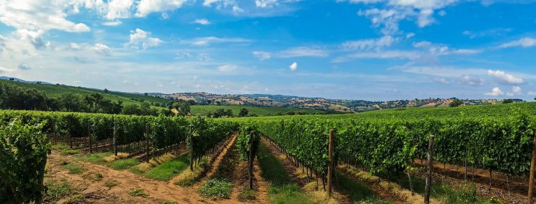 Tuscan Vineyard in Central Italy