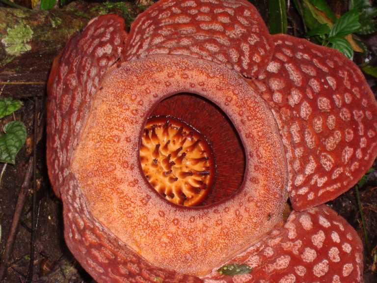 Rafflesia Arnoldii Flower