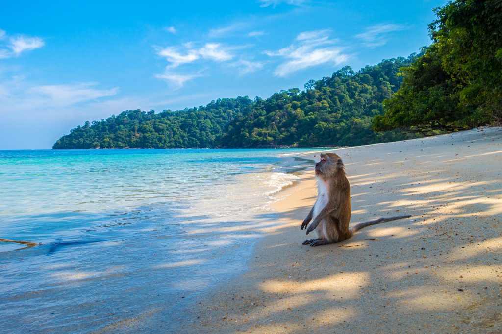 A Monkey on The Amazing Beaches of Thailand