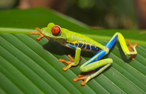 Ecotourism in the Central American Country of Costa Rica