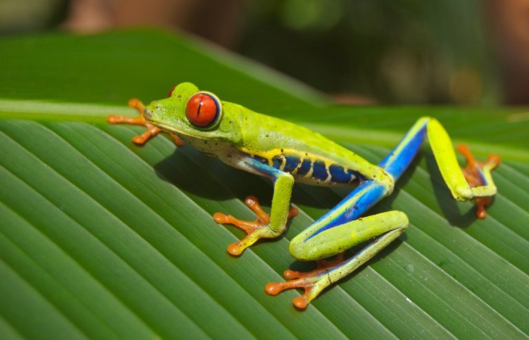 Red-Eyed Tree Frog Showing the Biodiversity and Ecotourism of Costa Rica