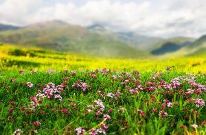 وادي الزهور : أرض رائعة الجمال تماماً مثل الروايات