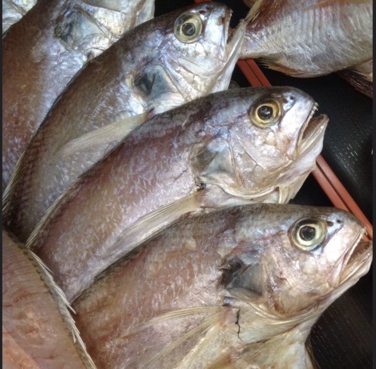 Wild White Fish “ White Croaker” from Southern Japan