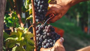La Migliore Guida per il Vino Barolo in Piemonte Italia