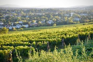 Wine and Wineries in Austria, A guide to Austrian Wines