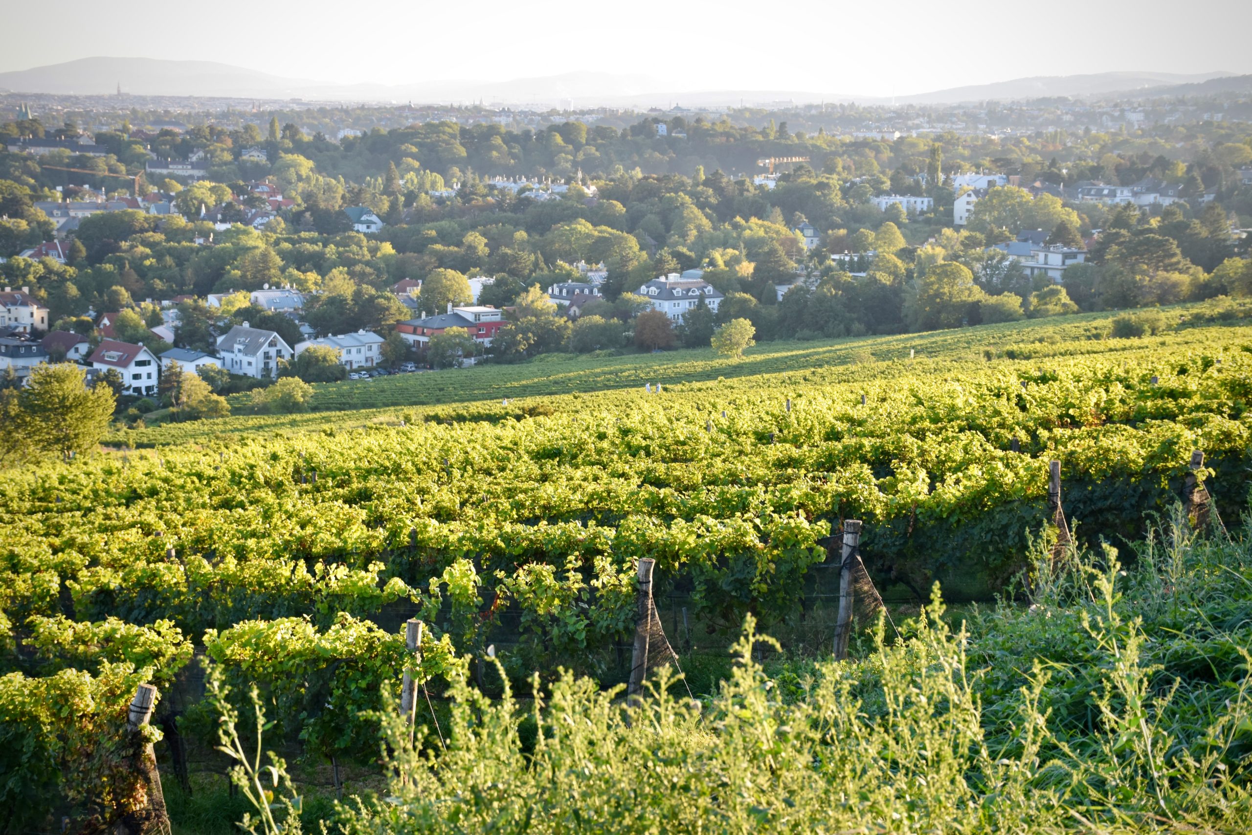 Read more about the article Wine and Wineries in Austria, A guide to Austrian Wines