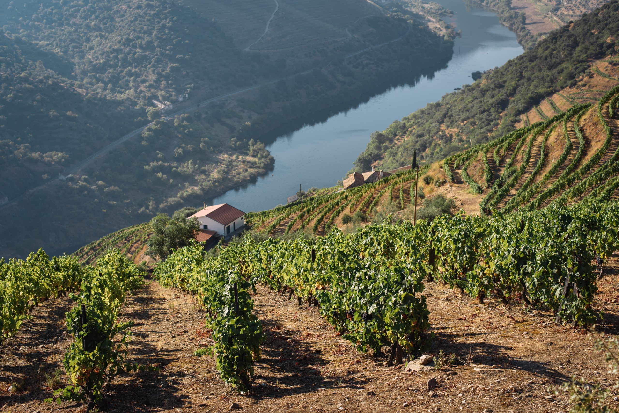 Read more about the article The Most Famous Portuguese Wines that You Have to Try