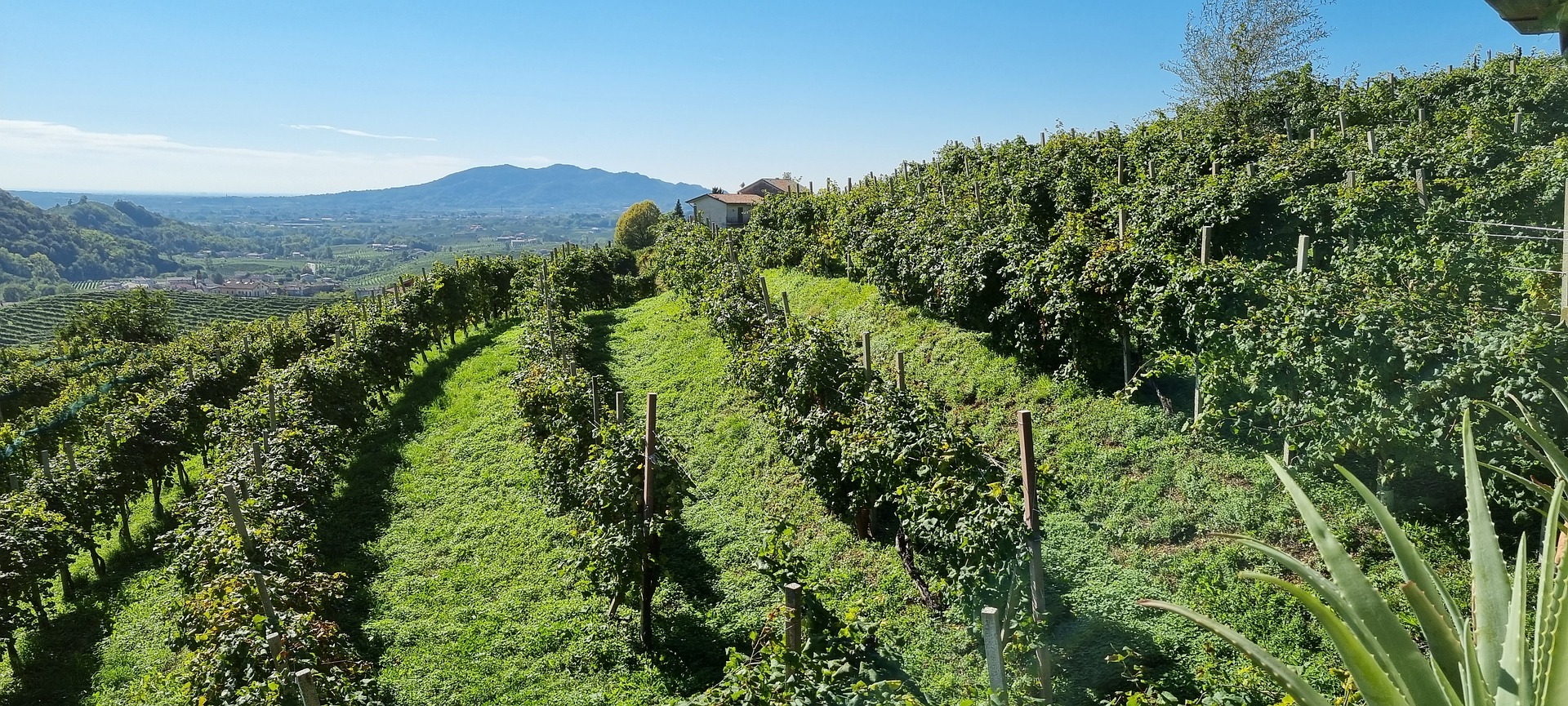 Read more about the article Prosecco, A Leading Sparkling Wine from Italy