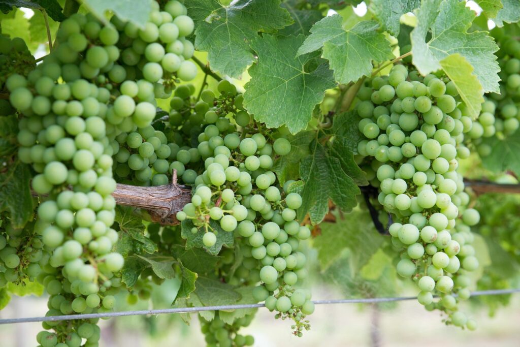 Chardonnay Grapes Awaiting for Ripening