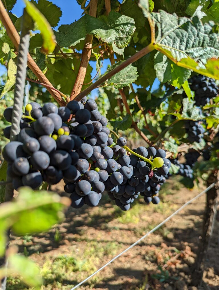 Pinot Noir Grape Variety