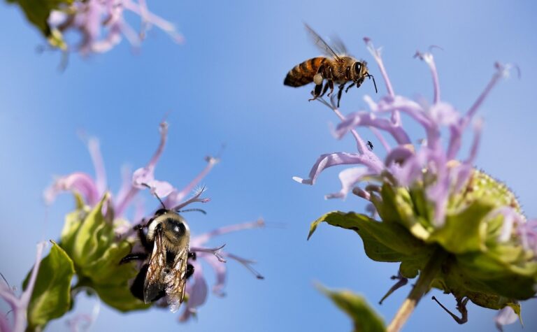 Bees, a Fundamental Part of Sustainability