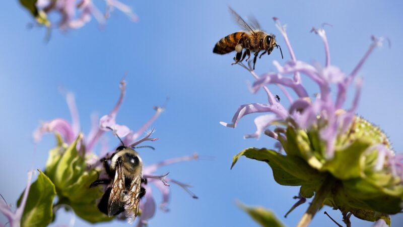 Bees, a Fundamental Part of Sustainability