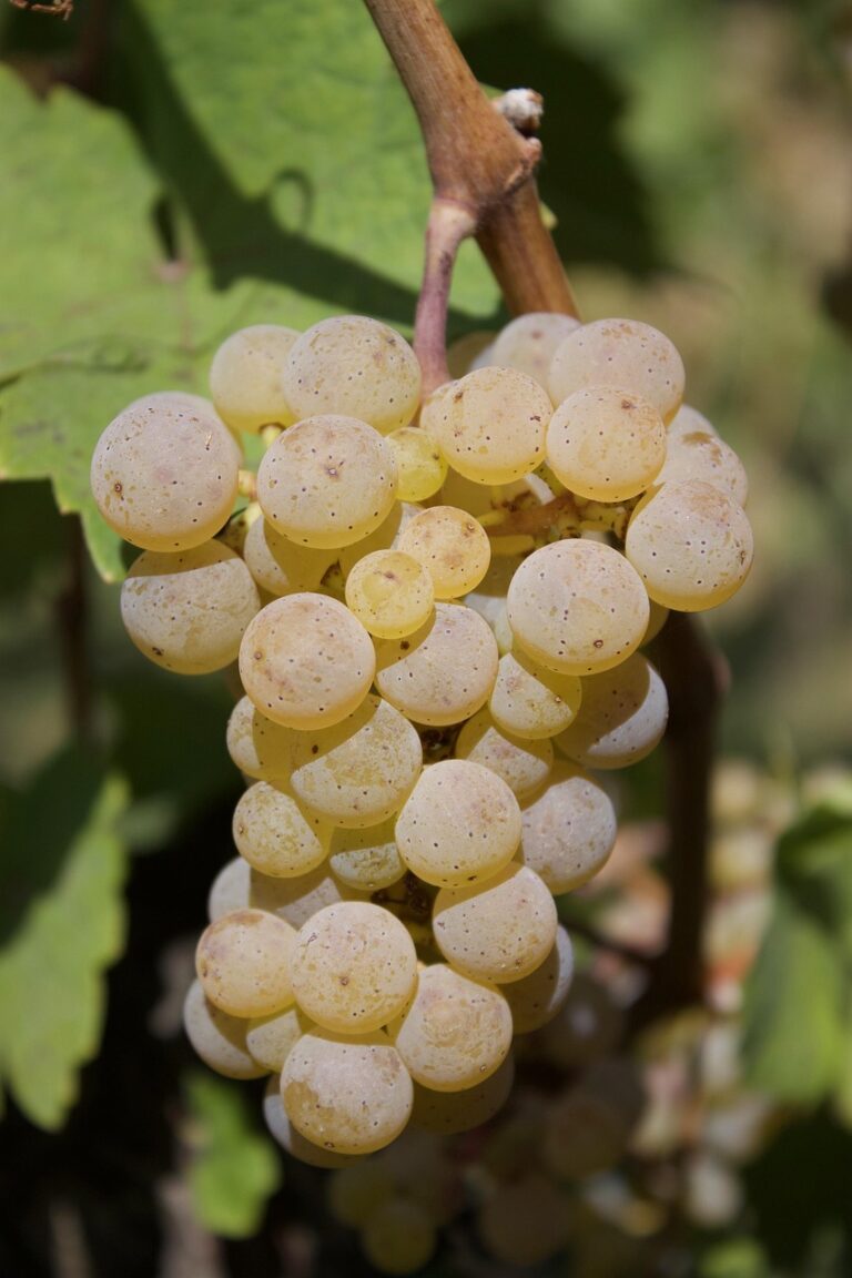Riesling, an Aromatic Grape Variety