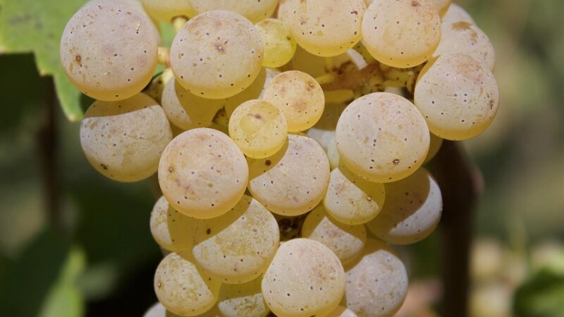 Riesling, an Aromatic Grape Variety
