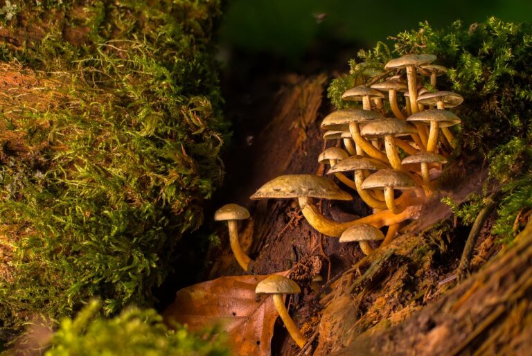 Wild Mushrooms in Nature