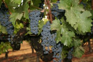 Spotlight on Frog’s Leap: A Truly Sustainable Winery in Napa Valley