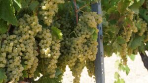 Chenin Blanc: A Versatile White Wine Grape with Global Appeal