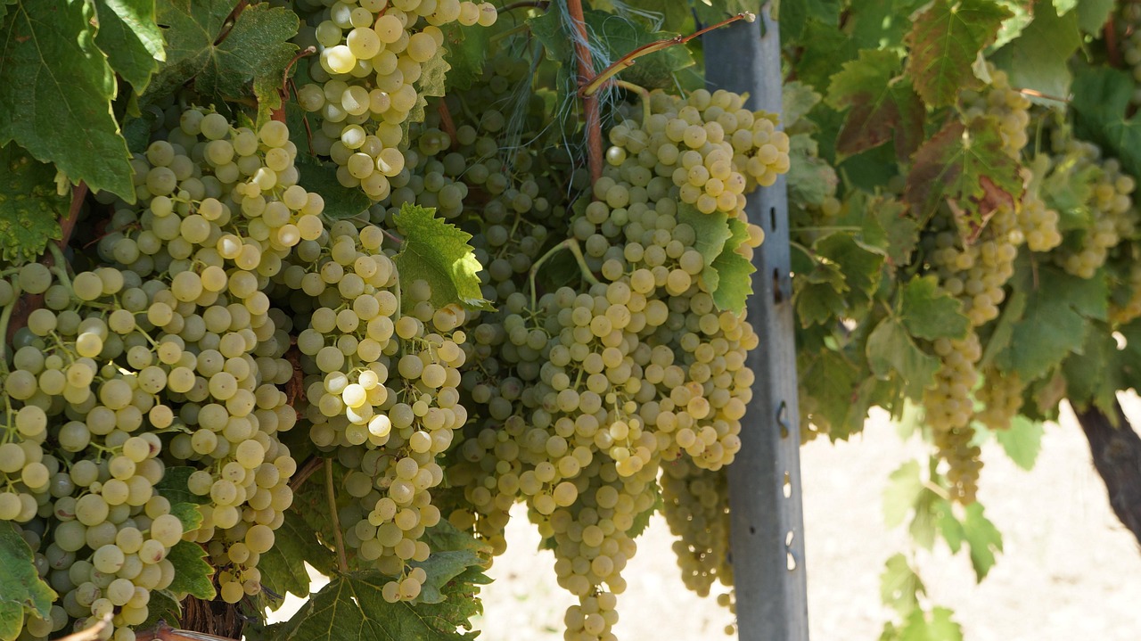 Read more about the article Chenin Blanc: A Versatile White Wine Grape with Global Appeal