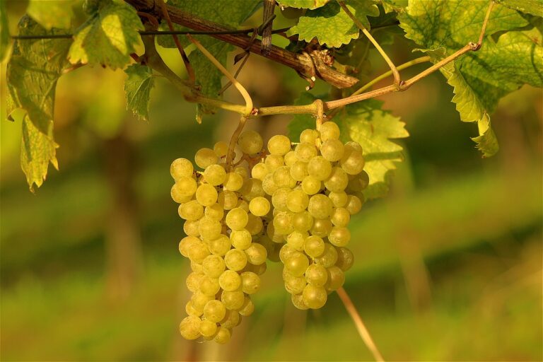 Sauvignon Blanc Grapes Reflecting Their Terroir