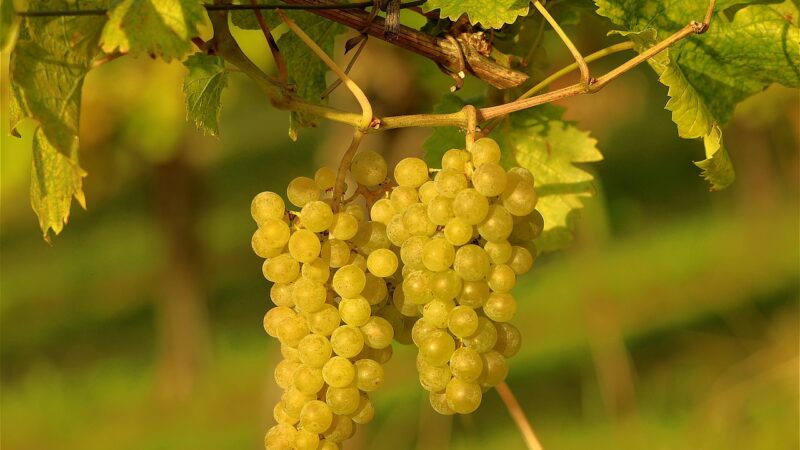 Sauvignon Blanc Grapes Reflecting Their Terroir