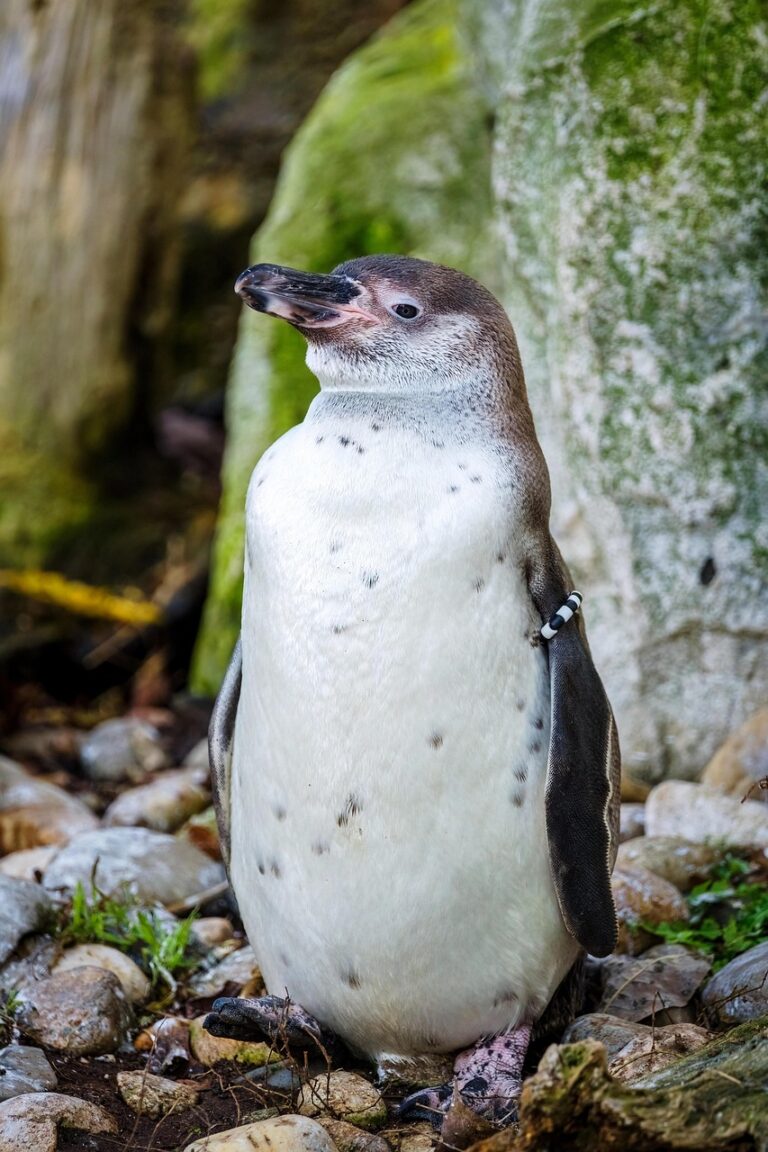 Humboldt Penguin in Chile