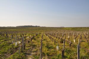 How Bordeaux Wineries Are Embracing Sustainability and Biodynamics
