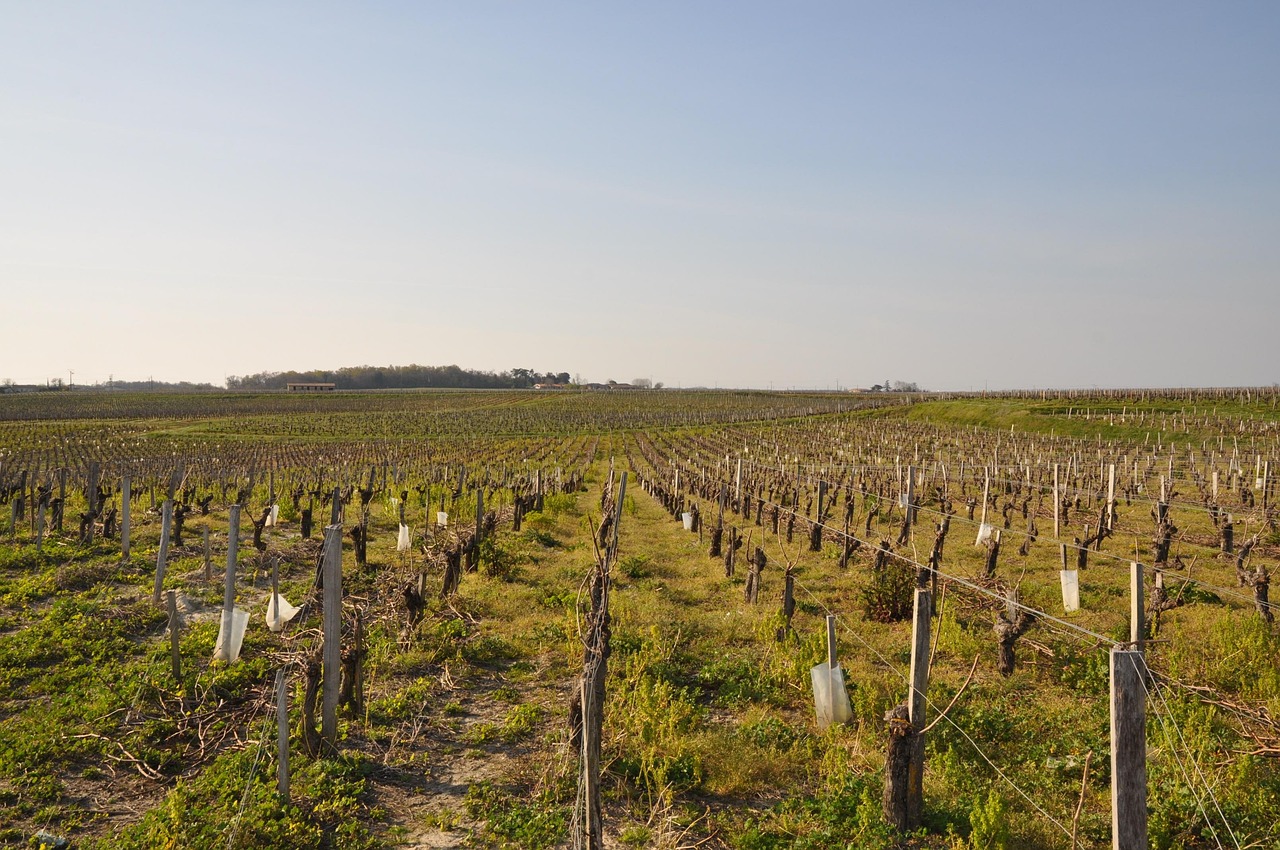 Read more about the article How Bordeaux Wineries Are Embracing Sustainability and Biodynamics