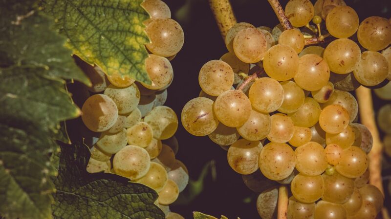 Organic Grapes Destined for Organic Wine in Italy