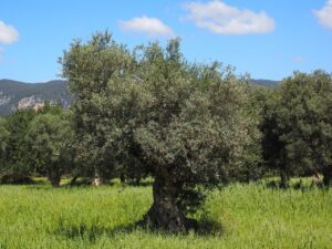 Top 4 Organic Olive Oil Producing Countries