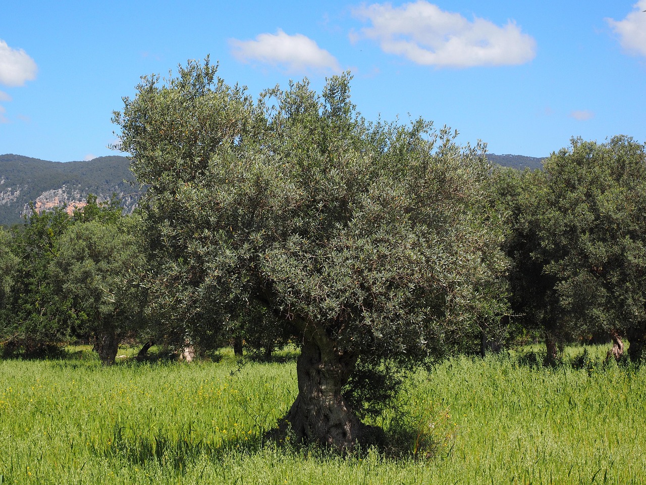 Read more about the article Top 4 Organic Olive Oil Producing Countries