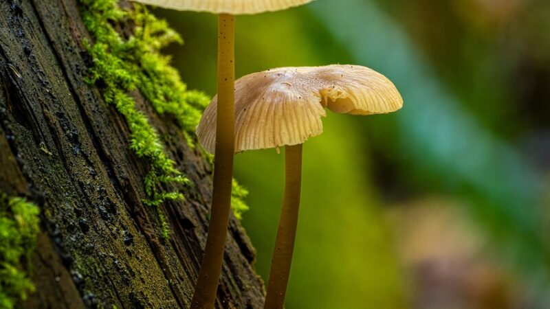 Organic Nature with Wild Mushrooms Growth