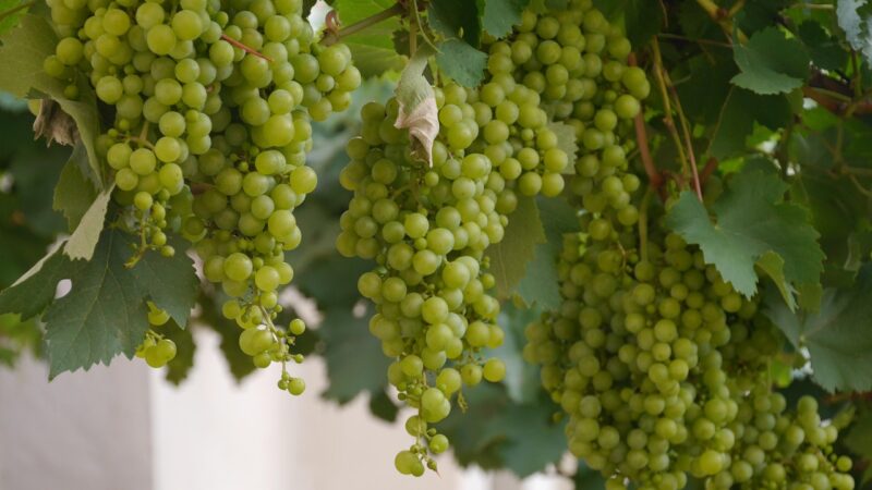 Best Organic Wines in Italy