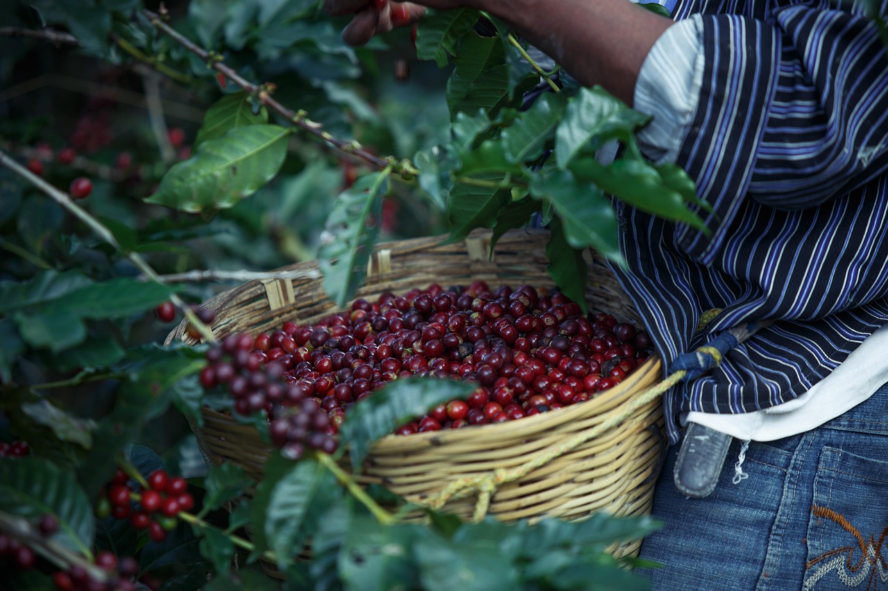 Read more about the article Aquiares Coffee Estate: A Benchmark for Sustainable Coffee Farming