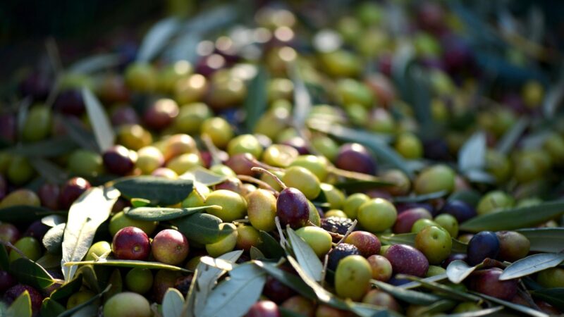 Olives Being Prepared for Direct Cold Pressing