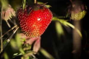 Sustainable Farms in the UAE: A Weekend Getaway for Nature Lovers